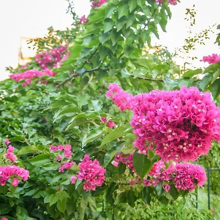 Evia * لوترا إديبسو