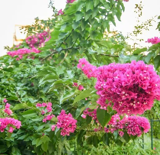 Evia * Loutra Edipsou (Evia)